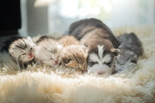 Welpen liegen mit Kätzchen — Stockfoto
