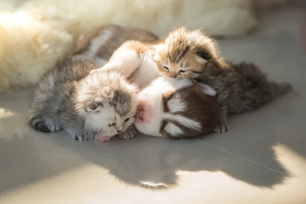 Cachorro acostado con gatitos —  Fotos de Stock