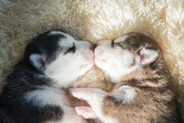 Recién nacido siberiano husky cachorros durmiendo —  Fotos de Stock