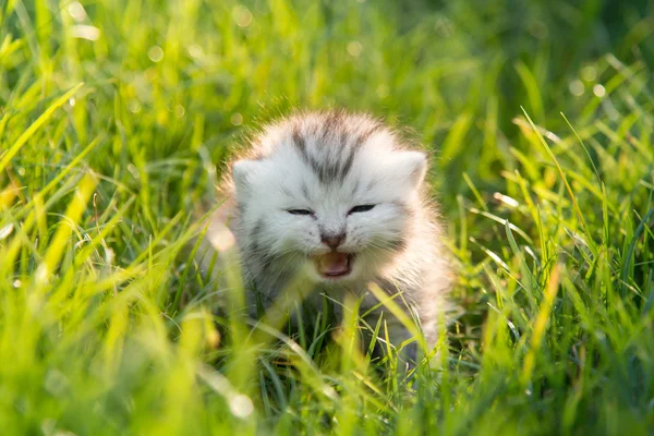 Leuk Amerikaanse Korthaar katje lopen op groen gras — Stockfoto
