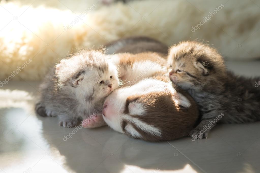 Puppy lying with kittens