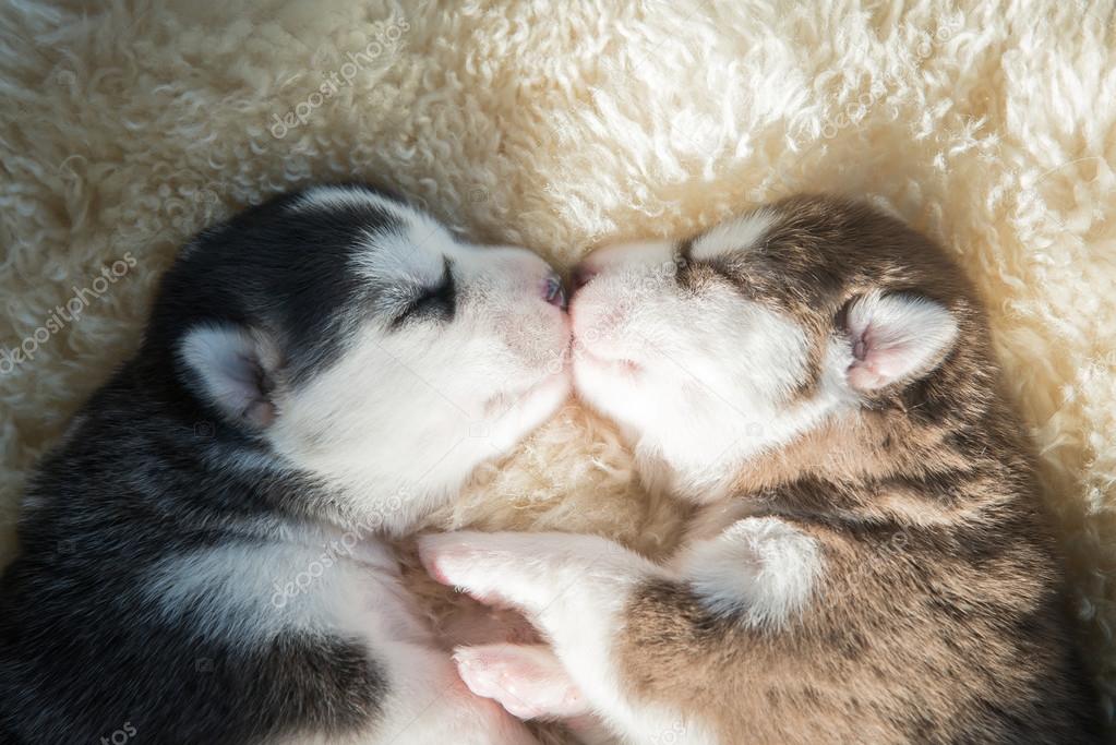 Fotos De Cachorros De Husky Siberiano Recien Nacido Durmiendo De Stock Cachorros De Husky Siberiano Recien Nacido Durmiendo Imagenes Libres De Derechos Depositphotos