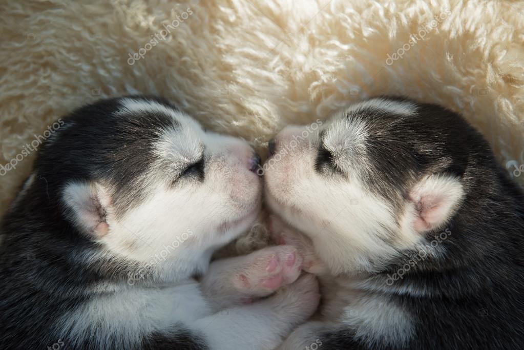 Sonno Dei Cuccioli Appena Nati Del Husky Siberiano Foto Stock