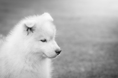 Sibirya husky yavrusu