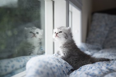 yavru kedi oturma pencereden dışarı bakarak