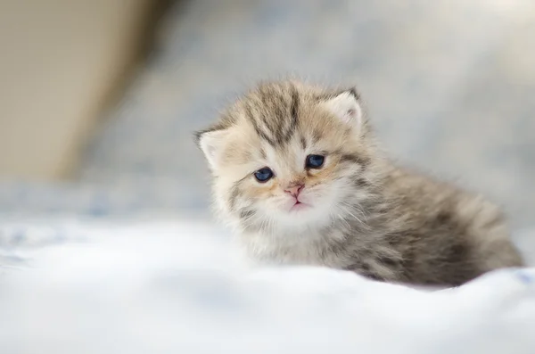 Gatinho bonito tabby jogando — Fotografia de Stock