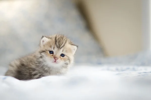 Gatinho bonito tabby jogando — Fotografia de Stock