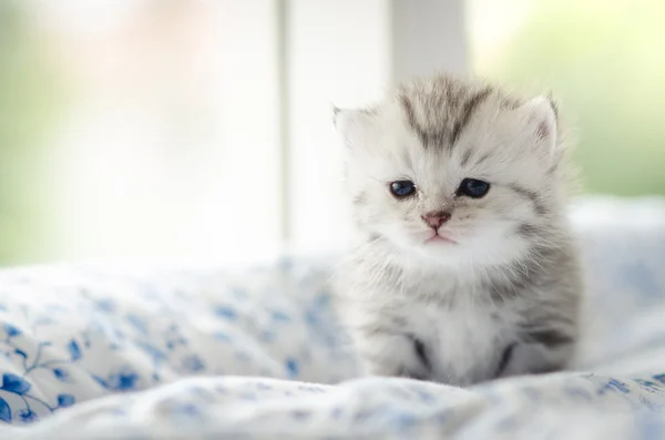 Χαριτωμένο tabby γατάκι παίζει — Φωτογραφία Αρχείου