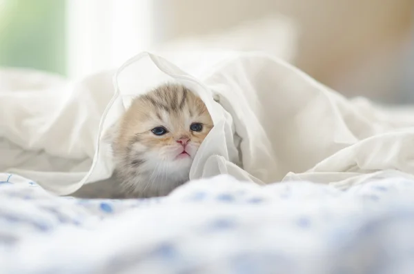 Cirmos cica játszani a fehér takaró alatt — Stock Fotó