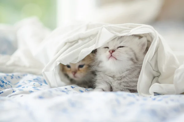 Тэбби котята, играющие под белым одеялом — стоковое фото
