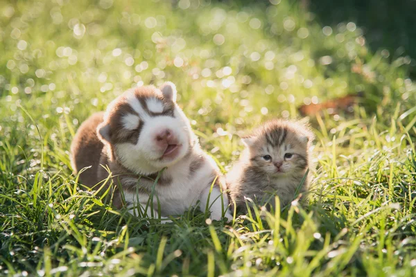 Cute siberian husky puppy and tabby kitten lying
