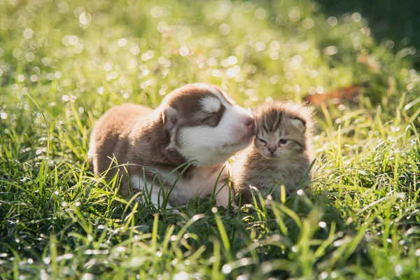 Niedlicher sibirischer Husky-Welpe und gestromtes Kätzchen liegen — Stockfoto