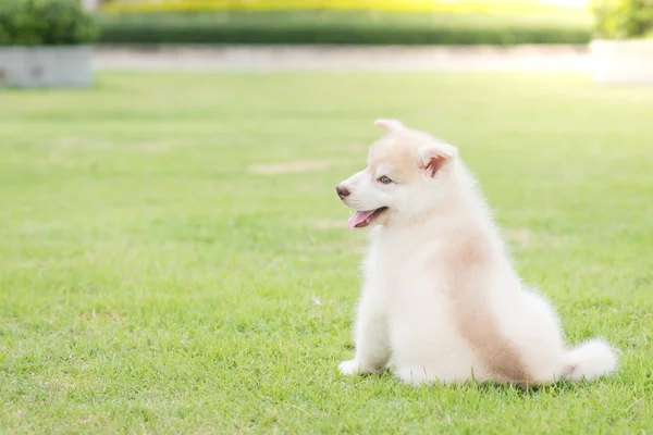 Roztomilý sibiřský husky štěně hraje — Stock fotografie