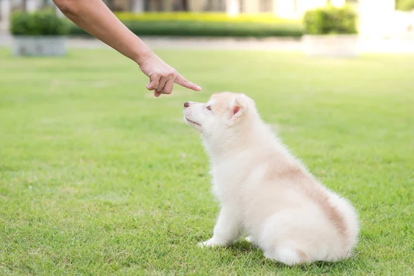 Mal comportamiento perro siendo castigado — Foto de Stock