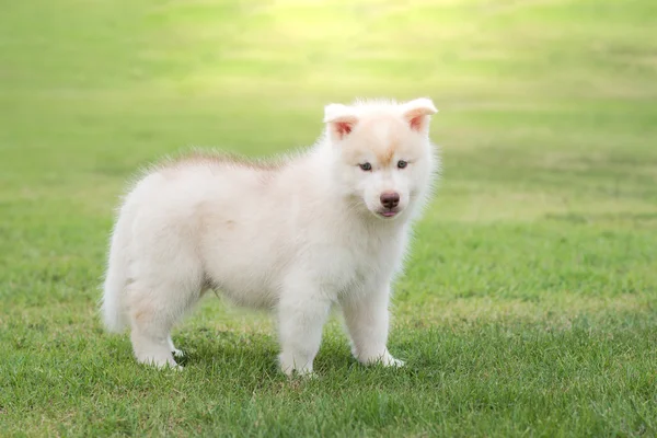 Schattig Siberische husky pup spelen — Stockfoto