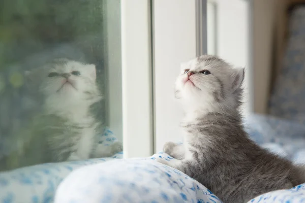 Kattunge sitter tittar ut genom fönstret — Stockfoto