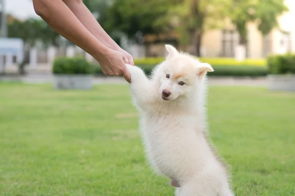 Menselijke hand met puppy's paw — Stockfoto