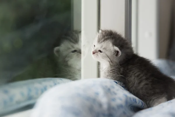 Kitten sitting looking out the window — Stock Photo, Image