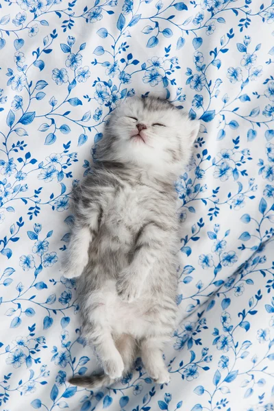 Χαριτωμένο tabby γατάκι στον ύπνο — Φωτογραφία Αρχείου