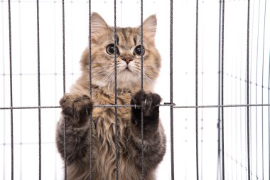 Sevimli tekir kedi seyir 