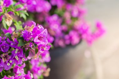 Pembe çiçek açan begonvillerle 