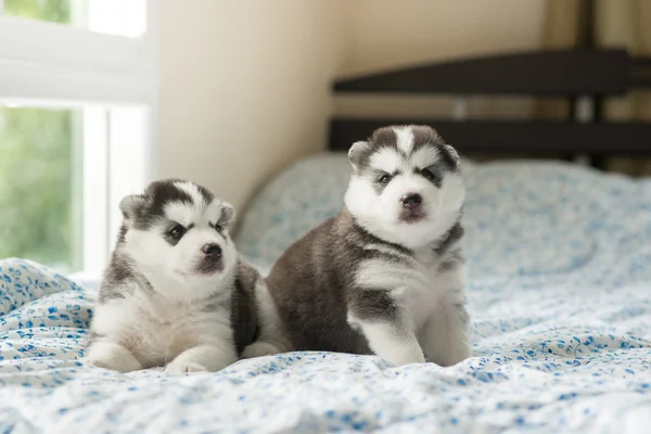 Sevimli iki yavru Sibirya husky yalan — Stok fotoğraf