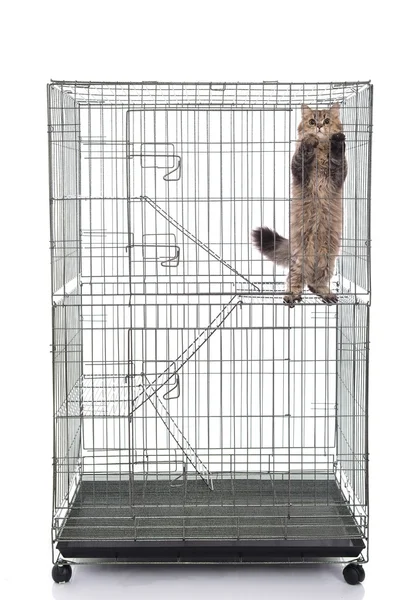 Bir kafes içinde oynayan sevimli tekir kedi — Stok fotoğraf