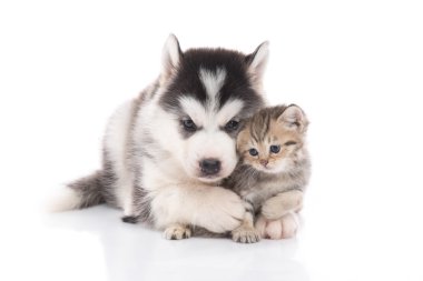 Şirin Sibirya husky köpek yavrusu sarılmış şirin yavru kedi 