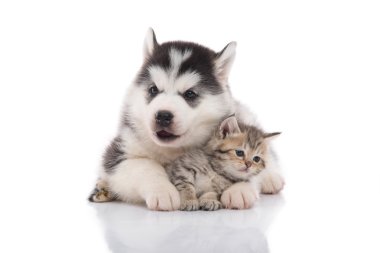 Şirin Sibirya husky köpek yavrusu sarılmış şirin yavru kedi 