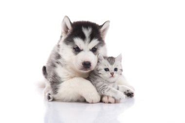Şirin Sibirya husky köpek yavrusu sarılmış şirin yavru kedi 