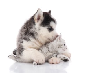 Şirin Sibirya husky köpek yavrusu sarılmış şirin yavru kedi 