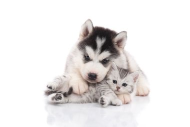 Şirin Sibirya husky köpek yavrusu sarılmış şirin yavru kedi 