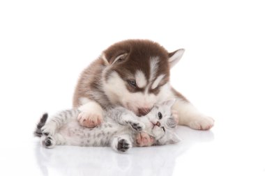 Şirin Sibirya husky köpek yavrusu sarılmış şirin yavru kedi 