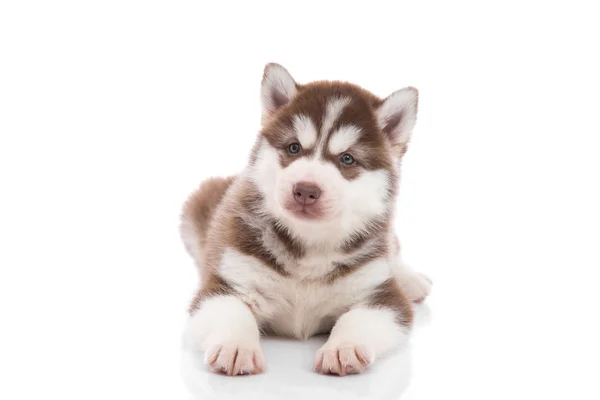 Niedlicher sibirischer Husky Welpe liegt — Stockfoto