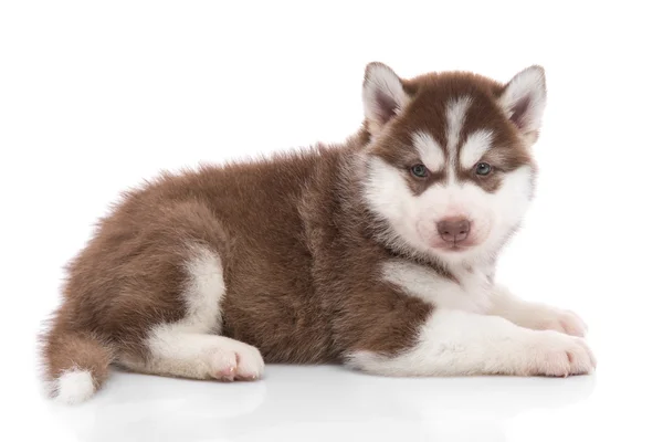 横になっているかわいいシベリアン ・ ハスキー子犬 — ストック写真