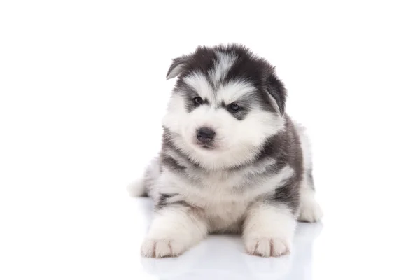 Lindo siberiano husky cachorro mintiendo — Foto de Stock