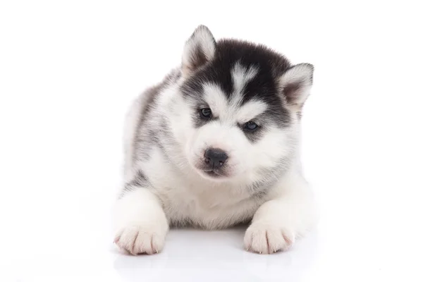 横になっているかわいいシベリアン ・ ハスキー子犬 — ストック写真