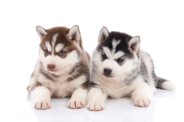 Niedliche sibirische Husky-Welpen liegen — Stockfoto