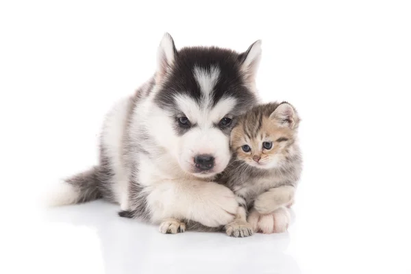 Bonito siberiano husky filhote de cachorro abraçando gatinho bonito — Fotografia de Stock