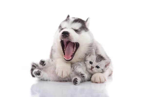 Söta siberian husky valp pussar söt kattunge — Stockfoto
