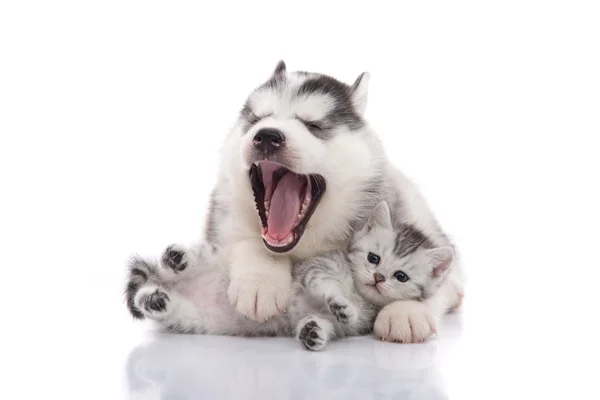 Niedlichen sibirischen Husky Welpen schmusen niedlichen Kätzchen — Stockfoto