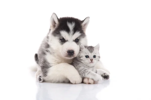Симпатичный сибирский хаски щенок обнимается с милым котенком — стоковое фото
