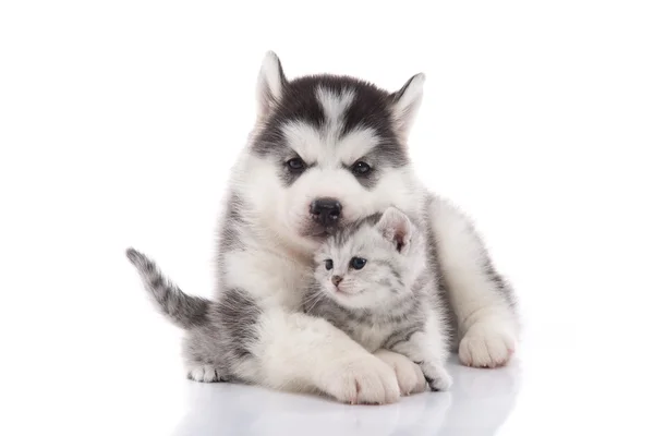 Bonito siberiano husky filhote de cachorro abraçando gatinho bonito — Fotografia de Stock