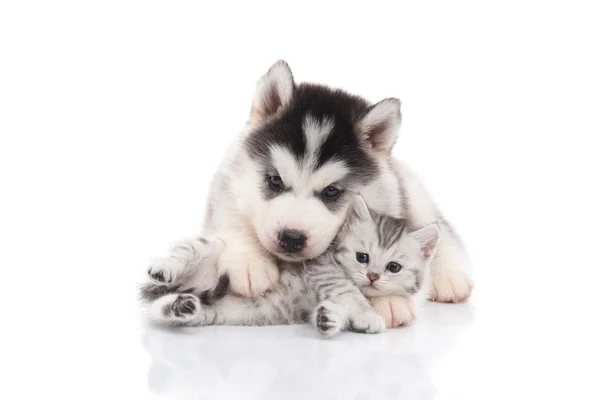Carino siberiano husky cucciolo coccole carino gattino — Foto Stock
