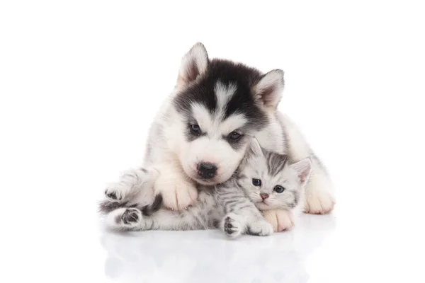 Bonito siberiano husky filhote de cachorro abraçando gatinho bonito — Fotografia de Stock