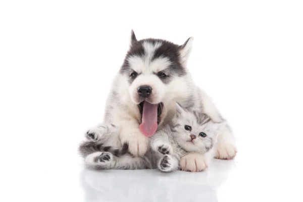 น่ารัก ไซบีเรีย husky ลูกสุนัขกอดลูกแมวน่ารัก — ภาพถ่ายสต็อก
