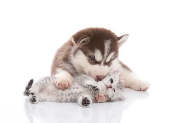 Bonito siberiano husky filhote de cachorro abraçando gatinho bonito — Fotografia de Stock