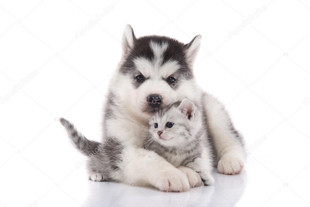 husky and kitten