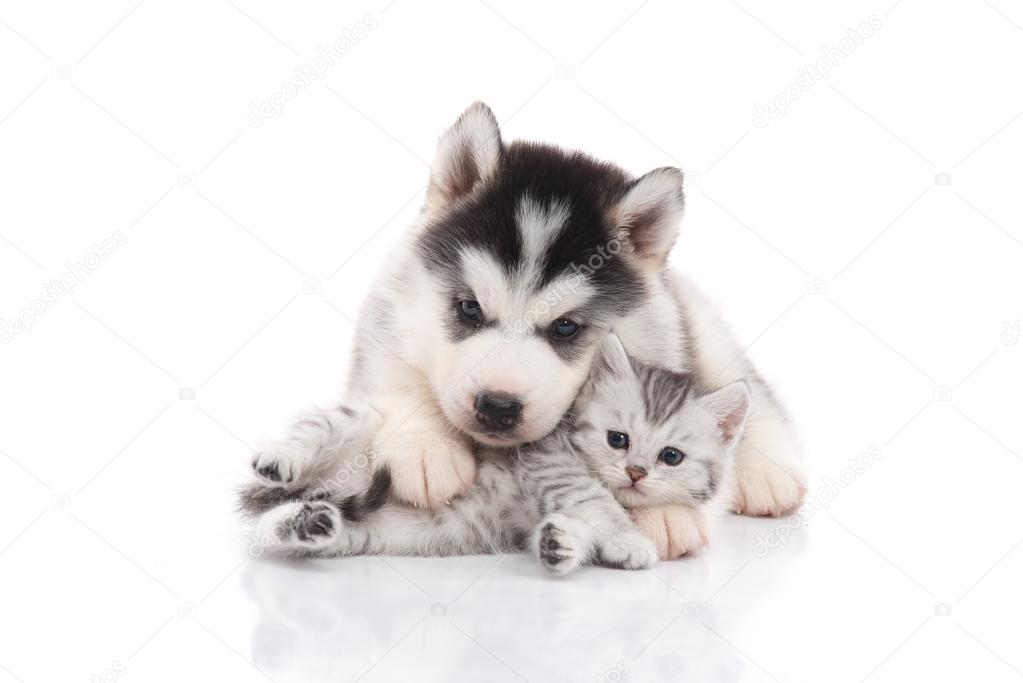Cute siberian husky puppy  cuddling  cute kitten 