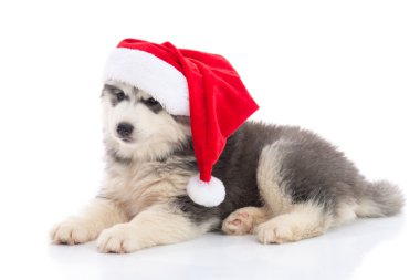 Sibirya husky yavrusu üzerinde beyaz backgr Noel Baba Noel kırmızı şapkalı